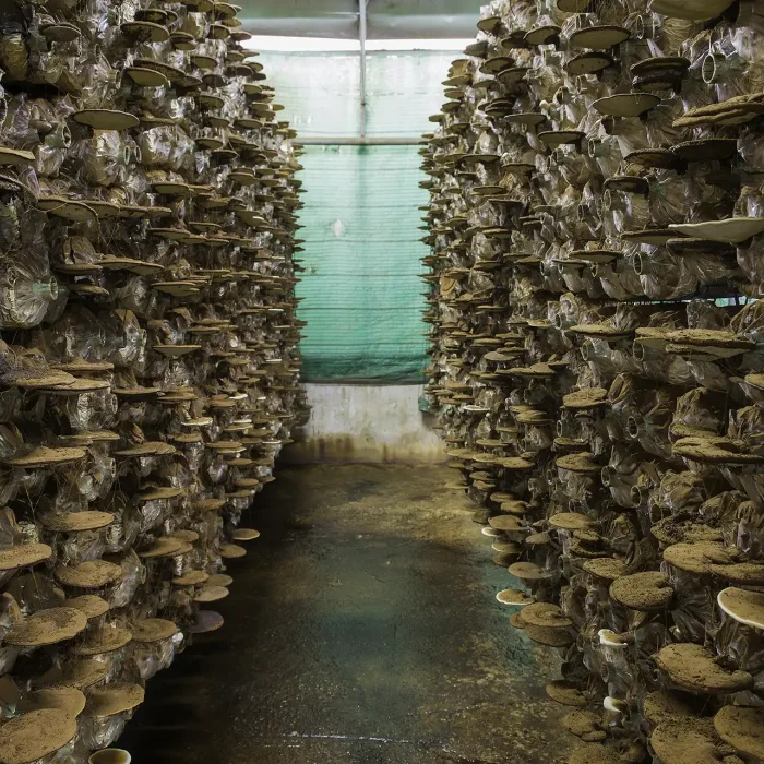 Medical mushrooms