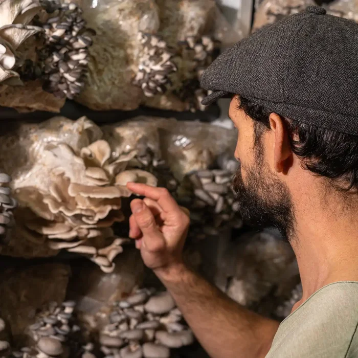 Traditional farmers grow our mushrooms