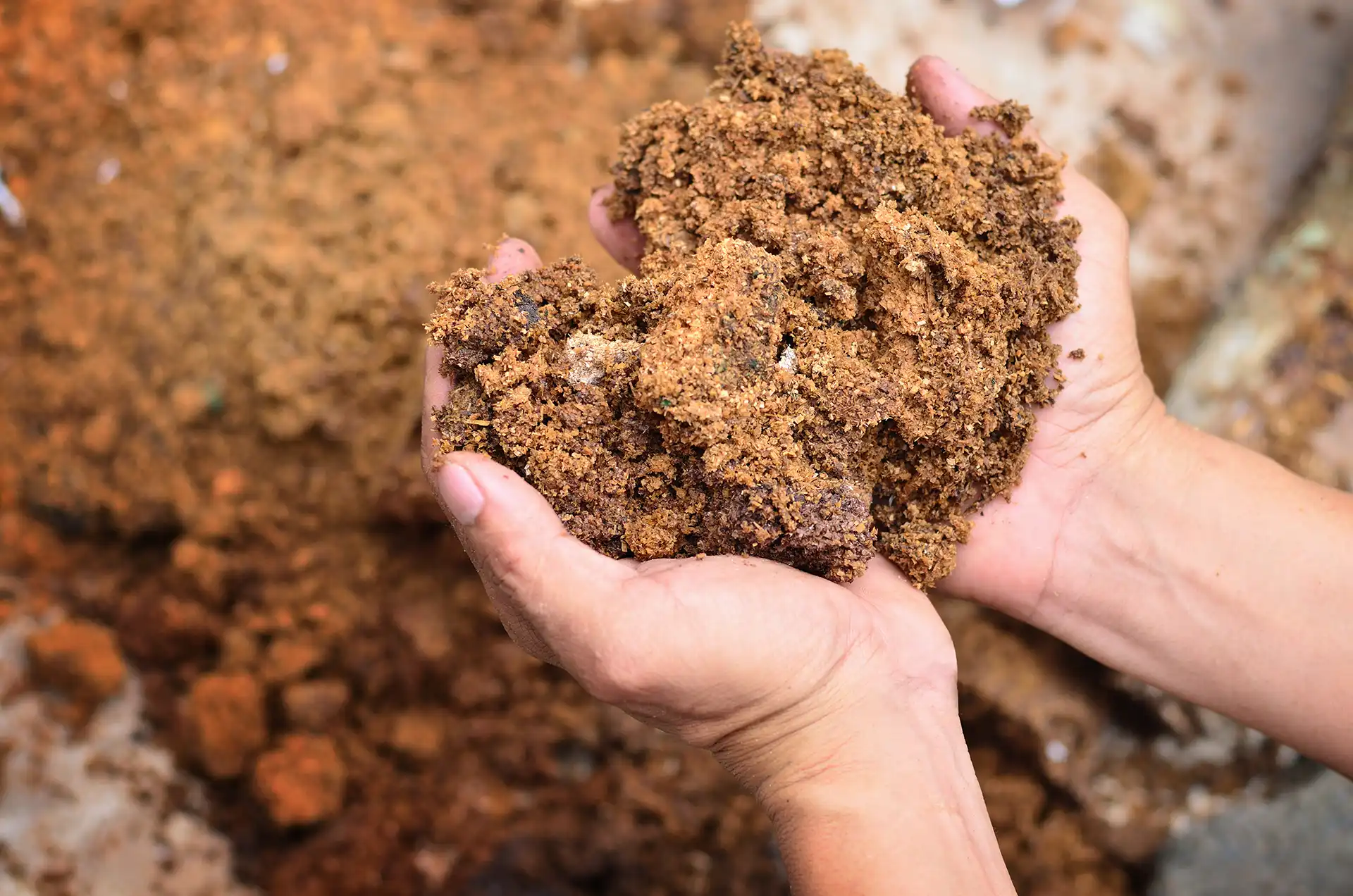 Traditional mushroom cultivation in natural environment with ideal climatic conditions